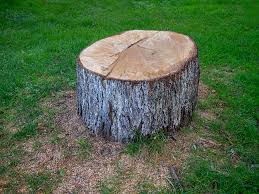 Best Tree Health Inspection  in Cedar Hills, UT