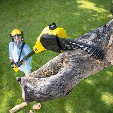 Lawn Pest Prevention in Cedar Hills, UT