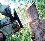Best Tree Disease Treatment  in Cedar Hills, UT
