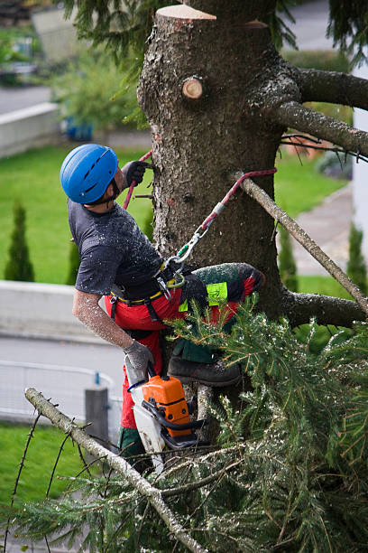 Tree Removal