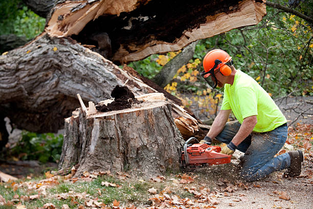 Best Pest Control for Lawns  in Cedar Hills, UT